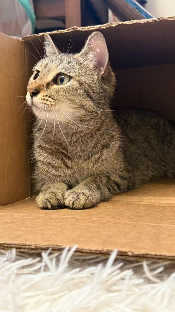 Mama Mochi, a Adoptable Domestic Short Hair in LITTLE MOUNTAIN, SC image 4/5