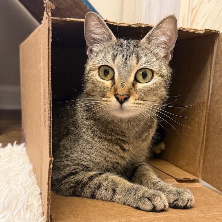 Mama Mochi, a Adoptable Domestic Short Hair in LITTLE MOUNTAIN, SC image 3/5