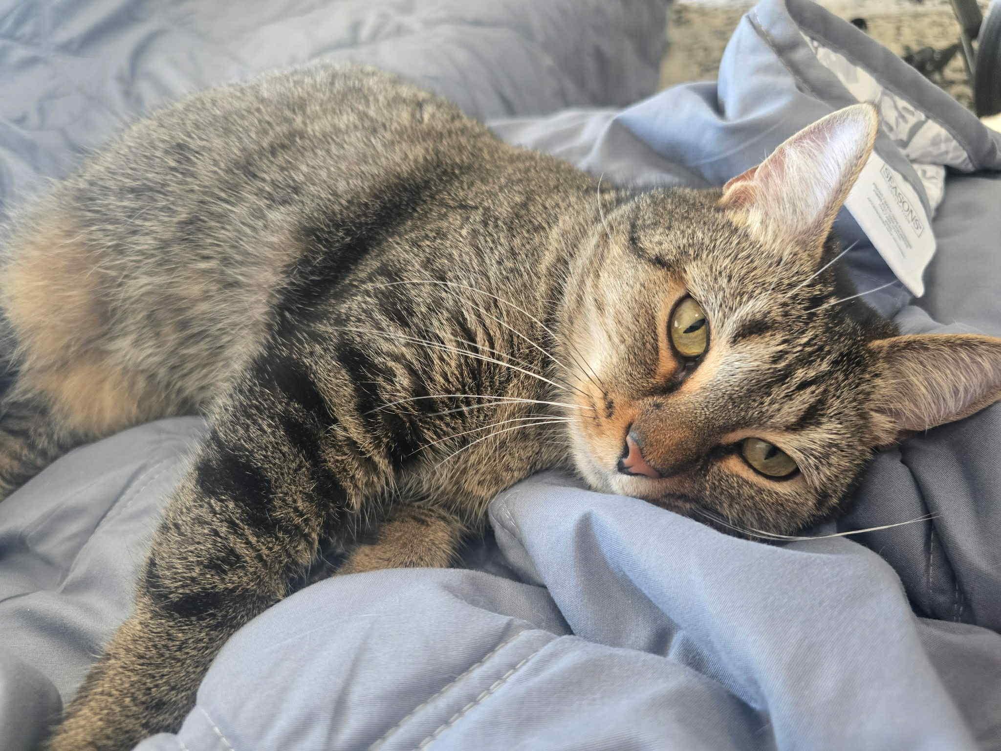Mama Mochi, Adoptable, Adult Female Domestic Short Hair.