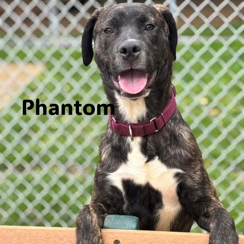 Phantom, Adoptable, Adult Male Black Labrador Retriever & Pit Bull Terrier.