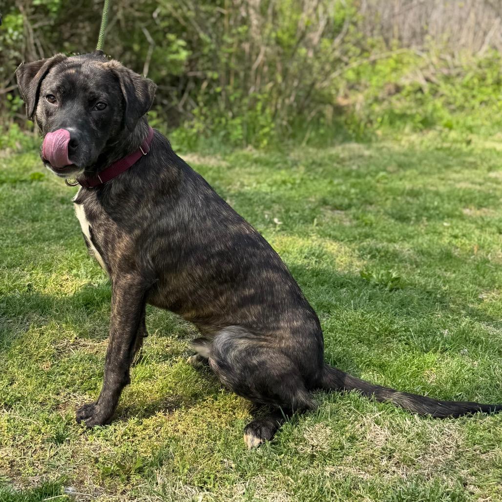Enlarge Phantom, a Adoptable mixed breed in Parkersburg, WV image 5/6