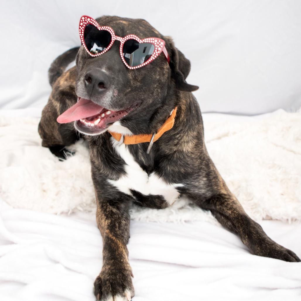 Enlarge Phantom, a Adoptable mixed breed in Parkersburg, WV image 5/6