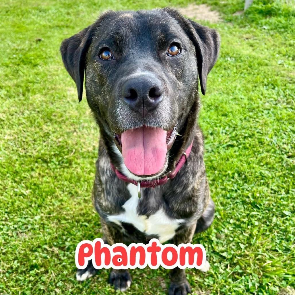 Enlarge Phantom, a Adoptable mixed breed in Parkersburg, WV image 6/6