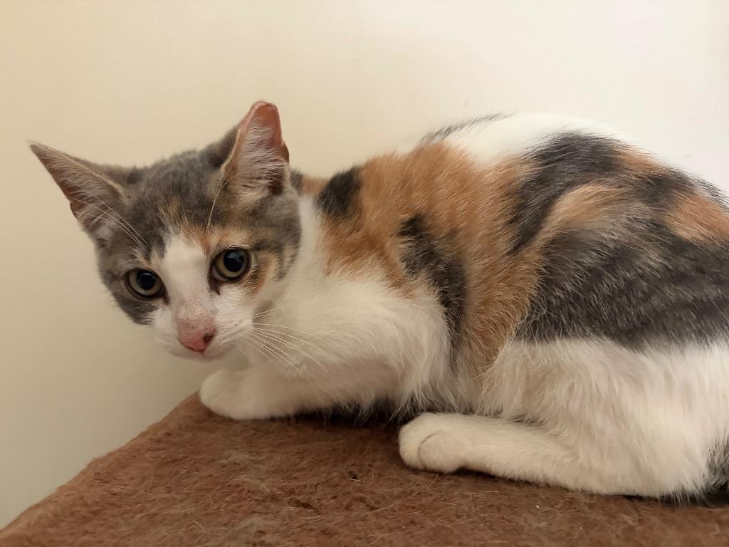 Kashmir, Adoptable, Kitten Female Domestic Short Hair.