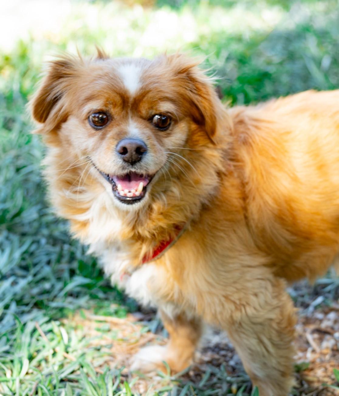Enlarge Chuck, a Adoptable mixed breed in Beverly Hills, CA image 4/6
