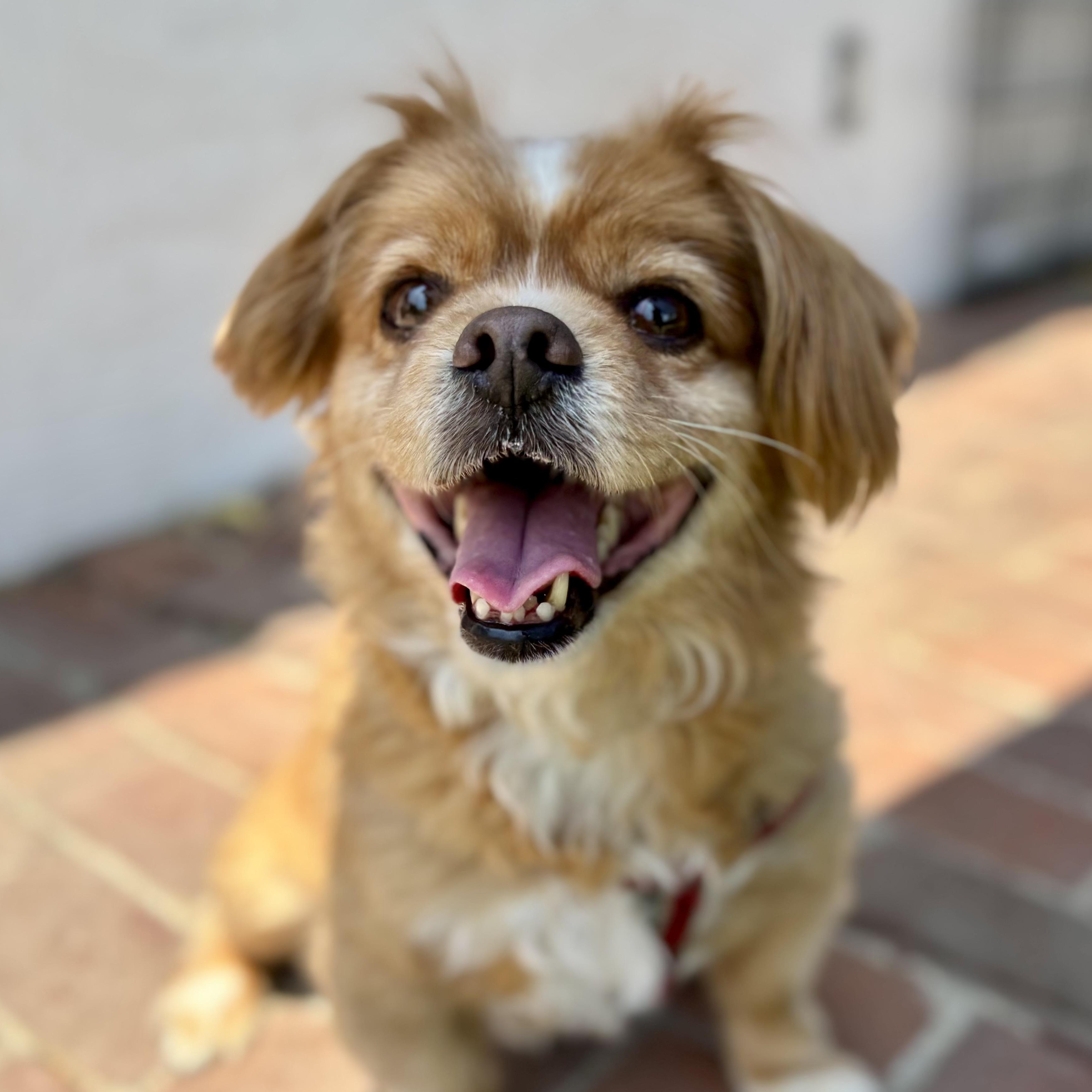 Enlarge Chuck, a Adoptable mixed breed in Beverly Hills, CA image 1/6