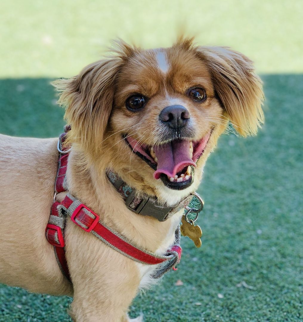 Enlarge Chuck, a Adoptable mixed breed in Beverly Hills, CA image 5/6