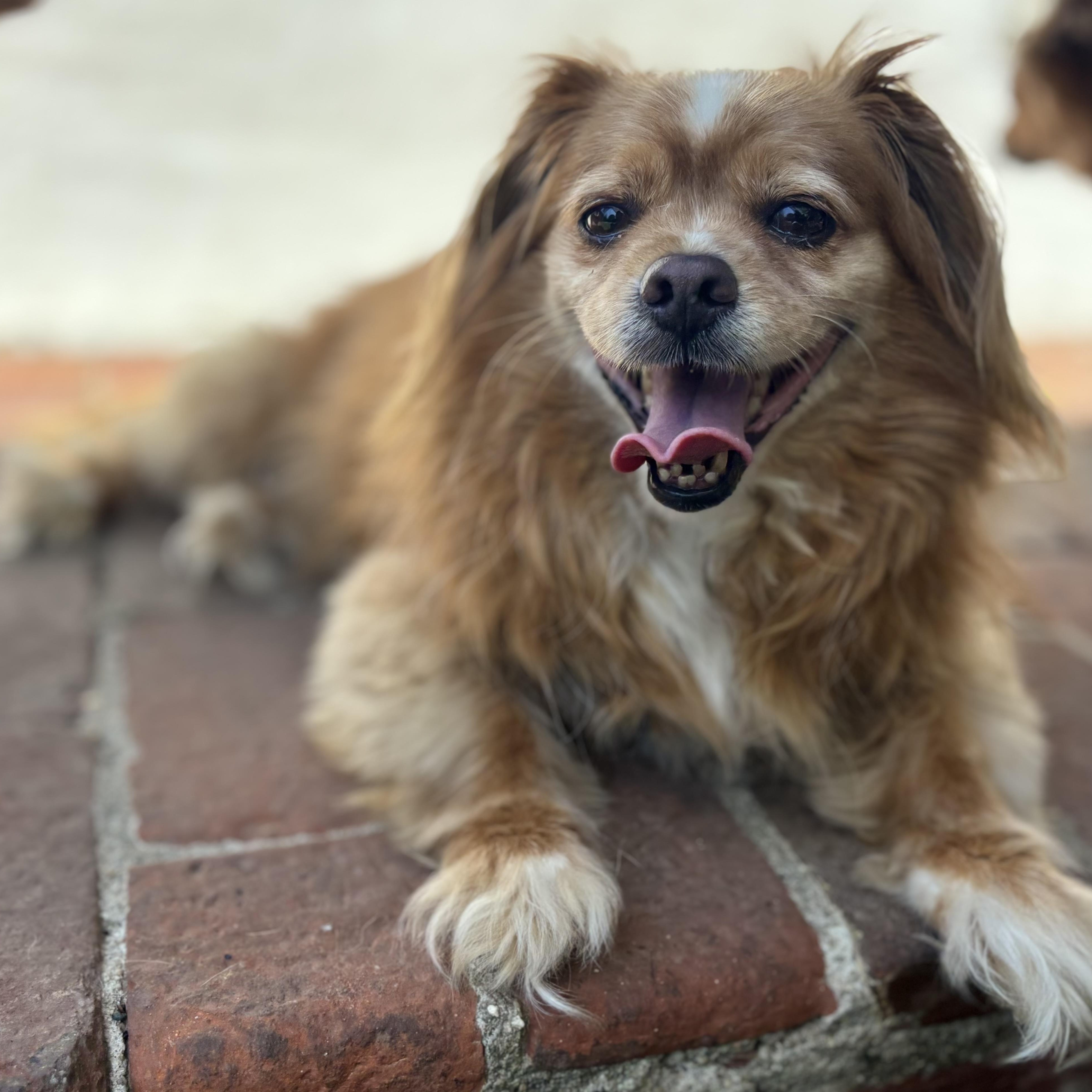 Chuck, Adoptable, Adult Male Spaniel & Pekingese.