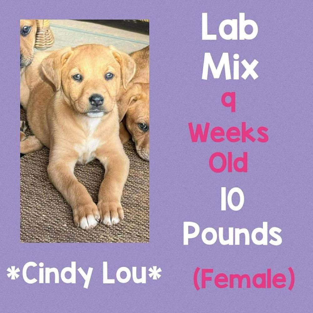Enlarge Cindy Lou, a Adopted mixed breed in Amherst, NY image 1/1