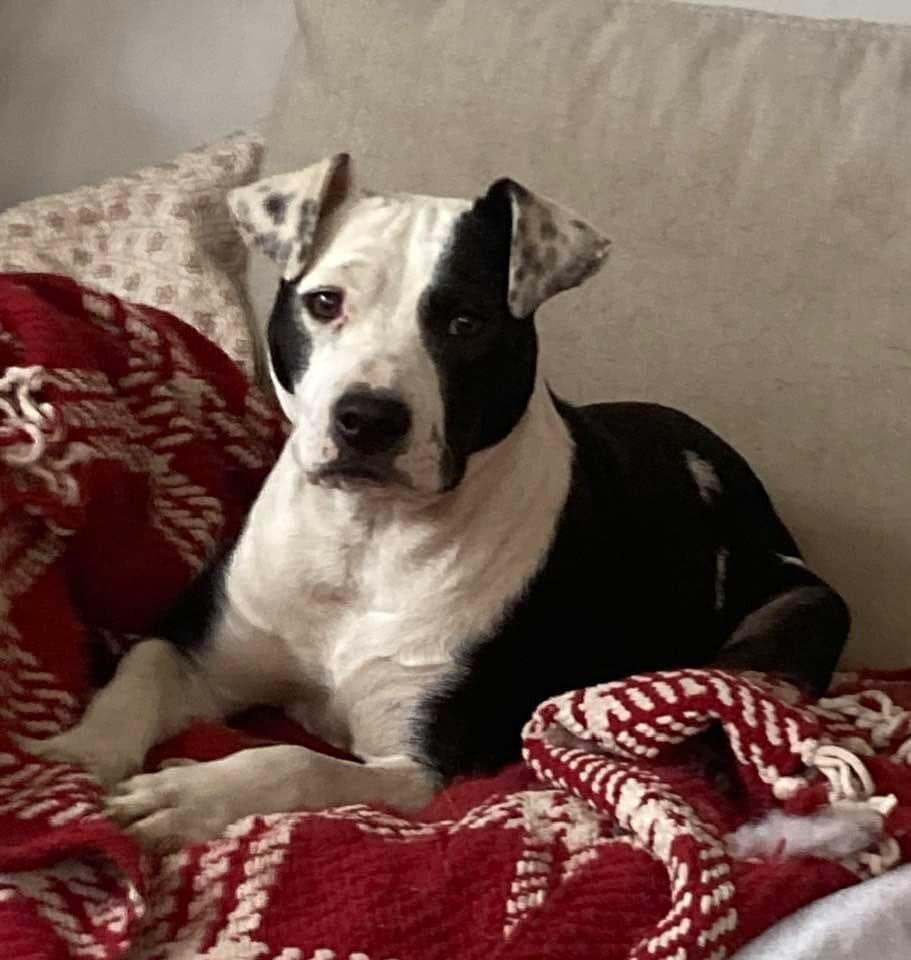 Enlarge Hope (GA), a Adoptable Pit Bull Terrier in New York, NY image 1/3