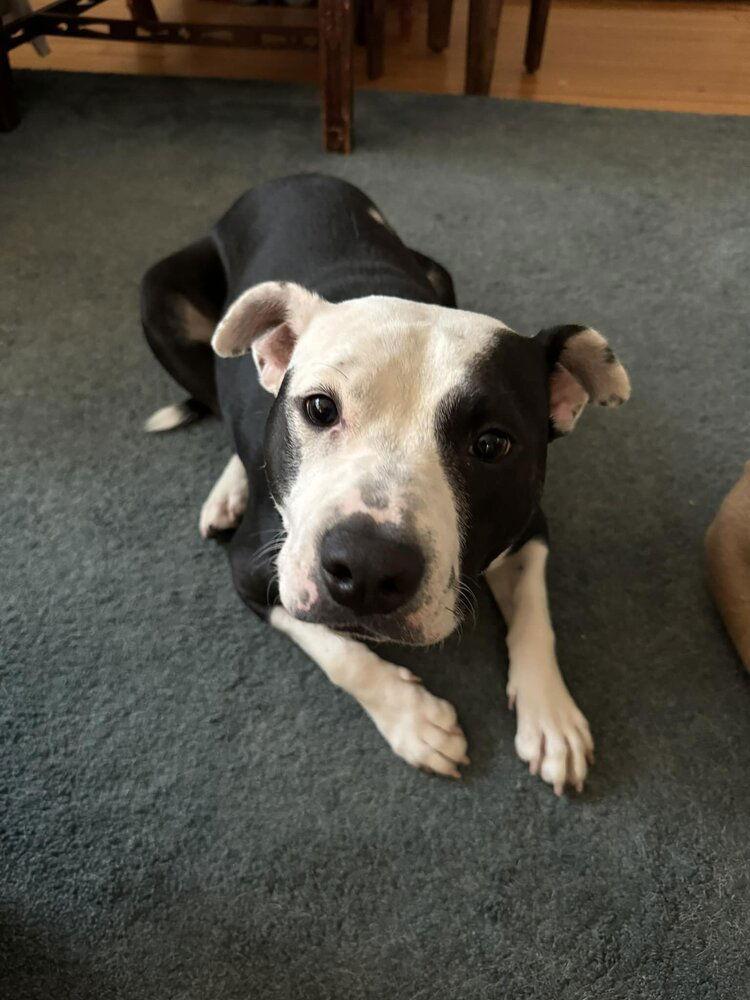 Enlarge Hope (GA), a Adoptable Pit Bull Terrier in New York, NY image 3/3