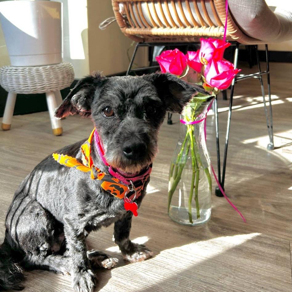 Enlarge Zadee, a Adoptable Havanese in Sinking Spring, PA image 1/4