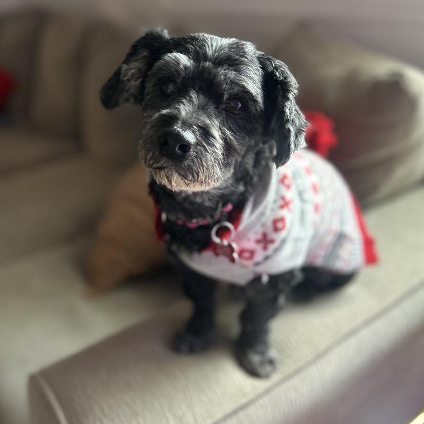 Enlarge Zadee, a Adoptable Havanese in Sinking Spring, PA image 2/4