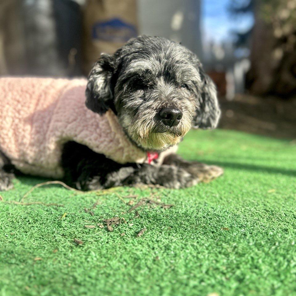 Enlarge Zadee, a Adoptable Havanese in Sinking Spring, PA image 3/4
