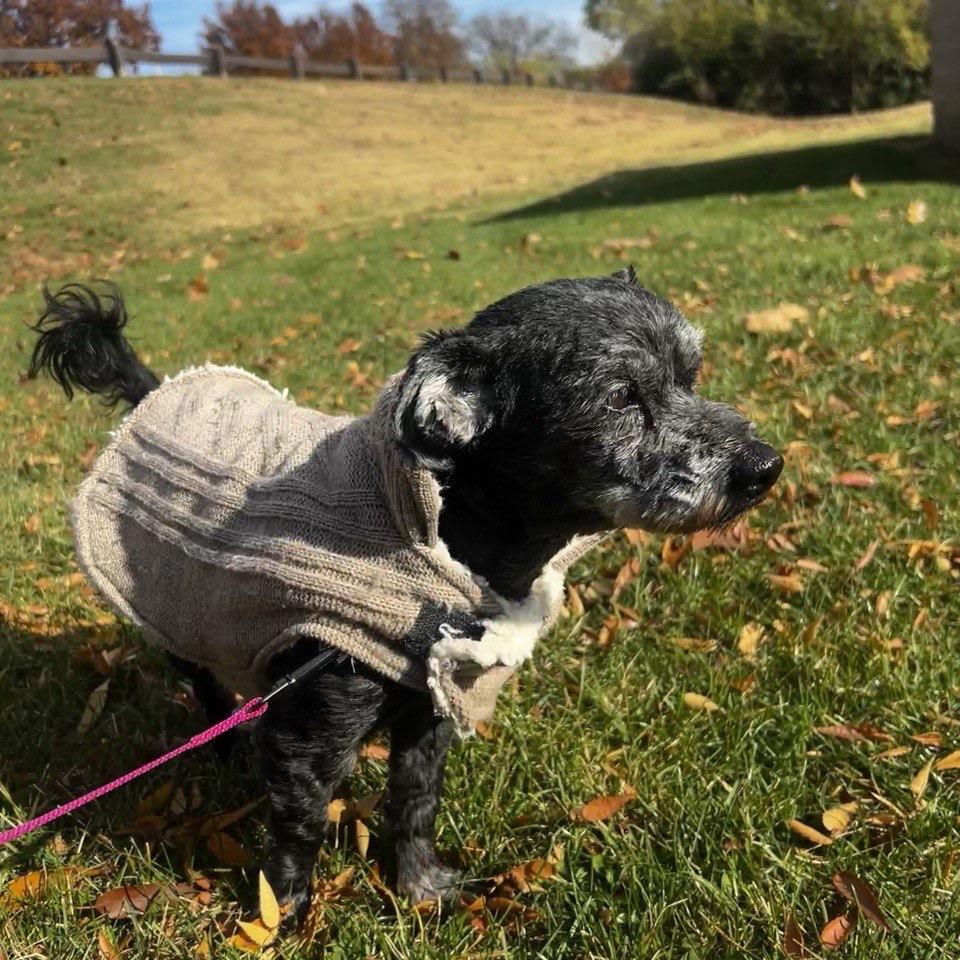 Enlarge Zadee, a Adoptable Havanese in Sinking Spring, PA image 4/4