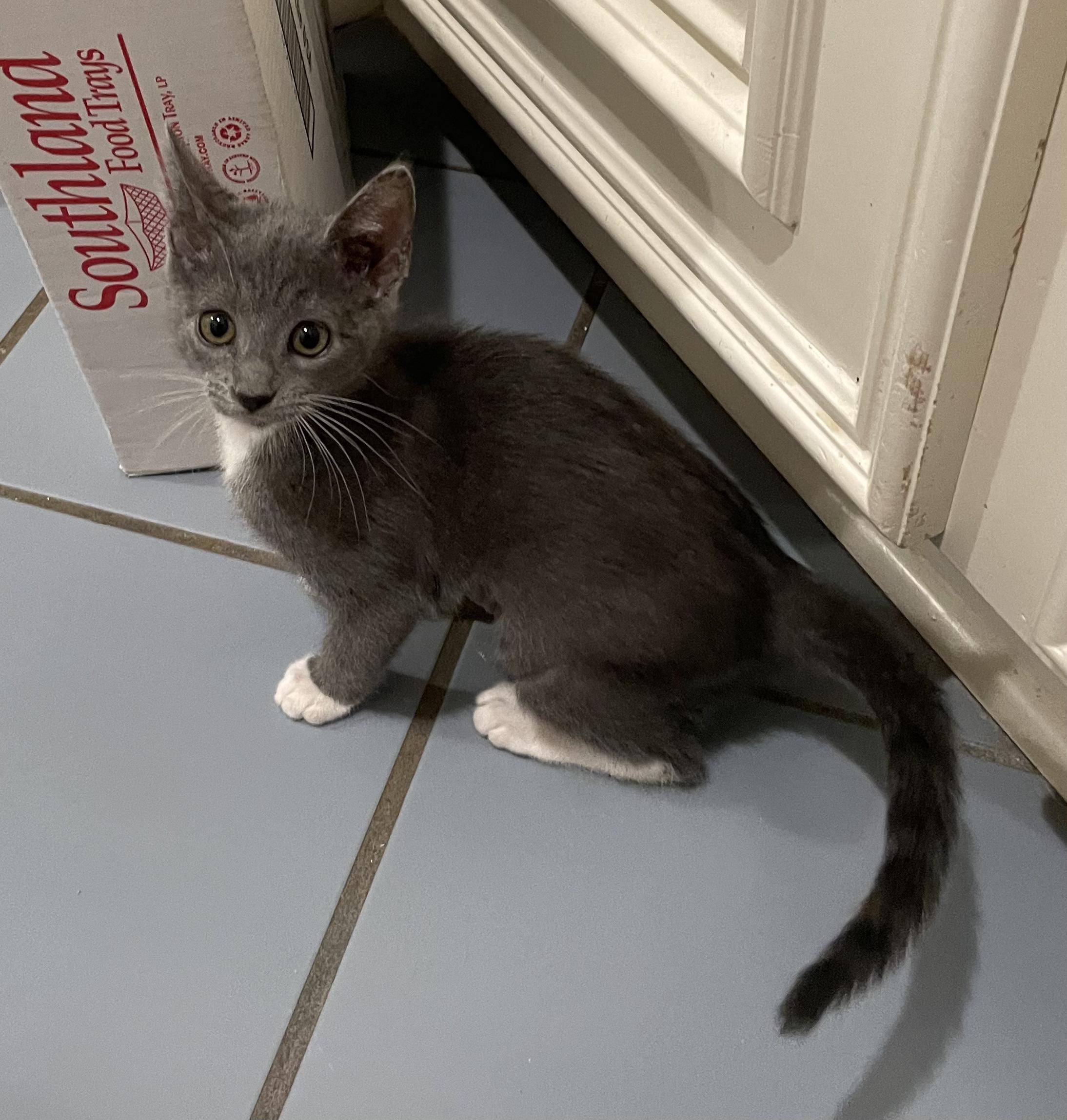 Enlarge Oxana-Portofino PetSmart, an adopted mixed breed in Conroe, TX image 2/2