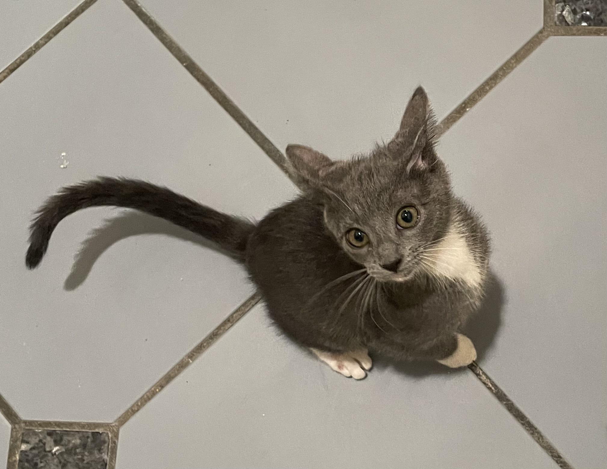 Enlarge Oxana-Portofino PetSmart, an adopted mixed breed in Conroe, TX image 1/2