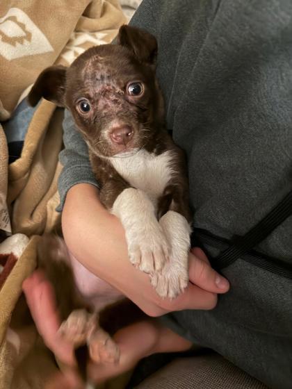 Hazel — thumbnail 2