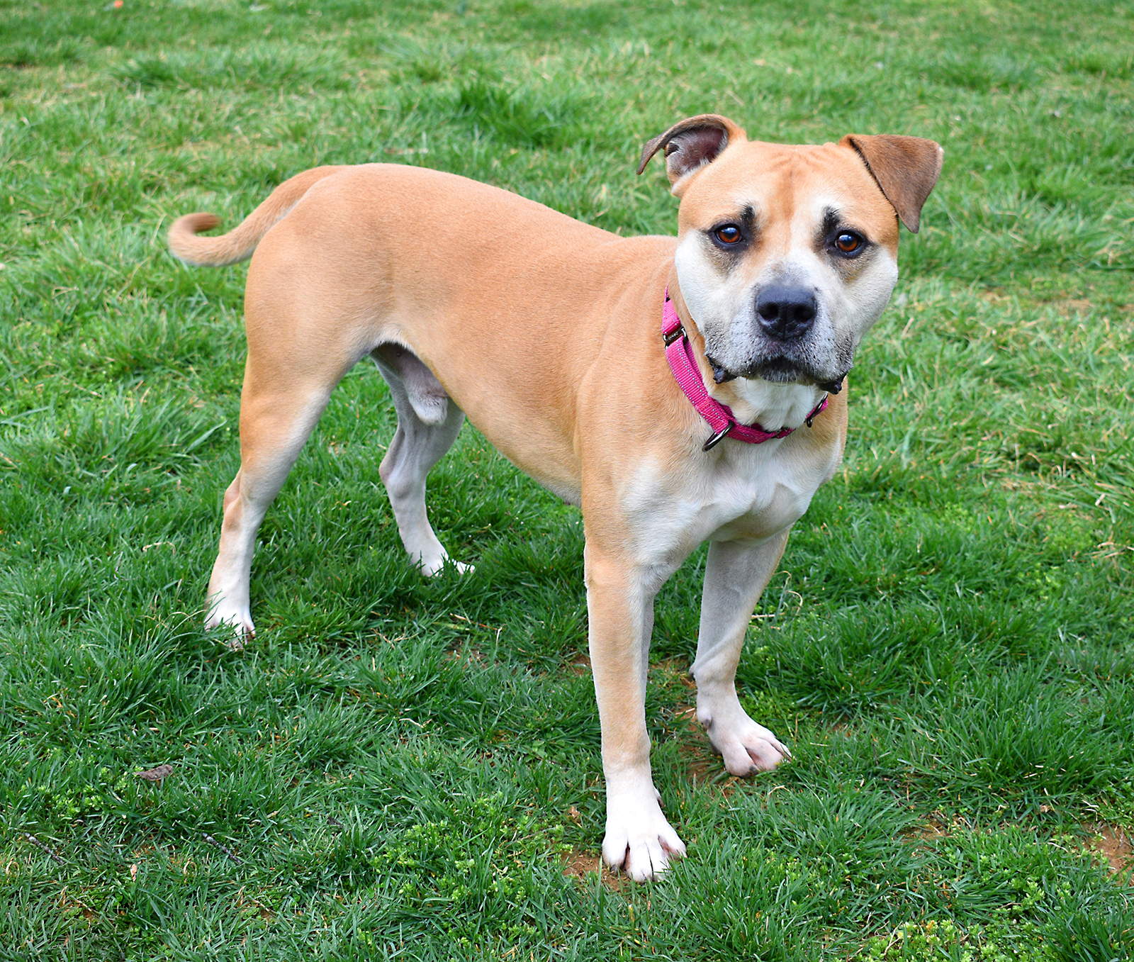 Zee ***Adoption Fee Sponsored***