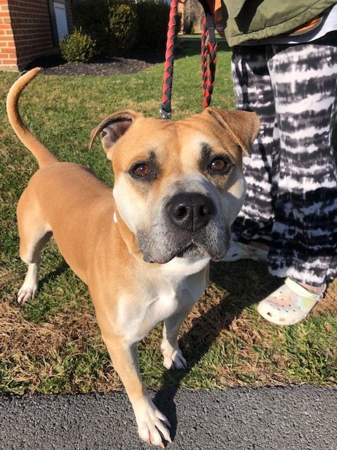 Zee ***Adoption Fee Sponsored***