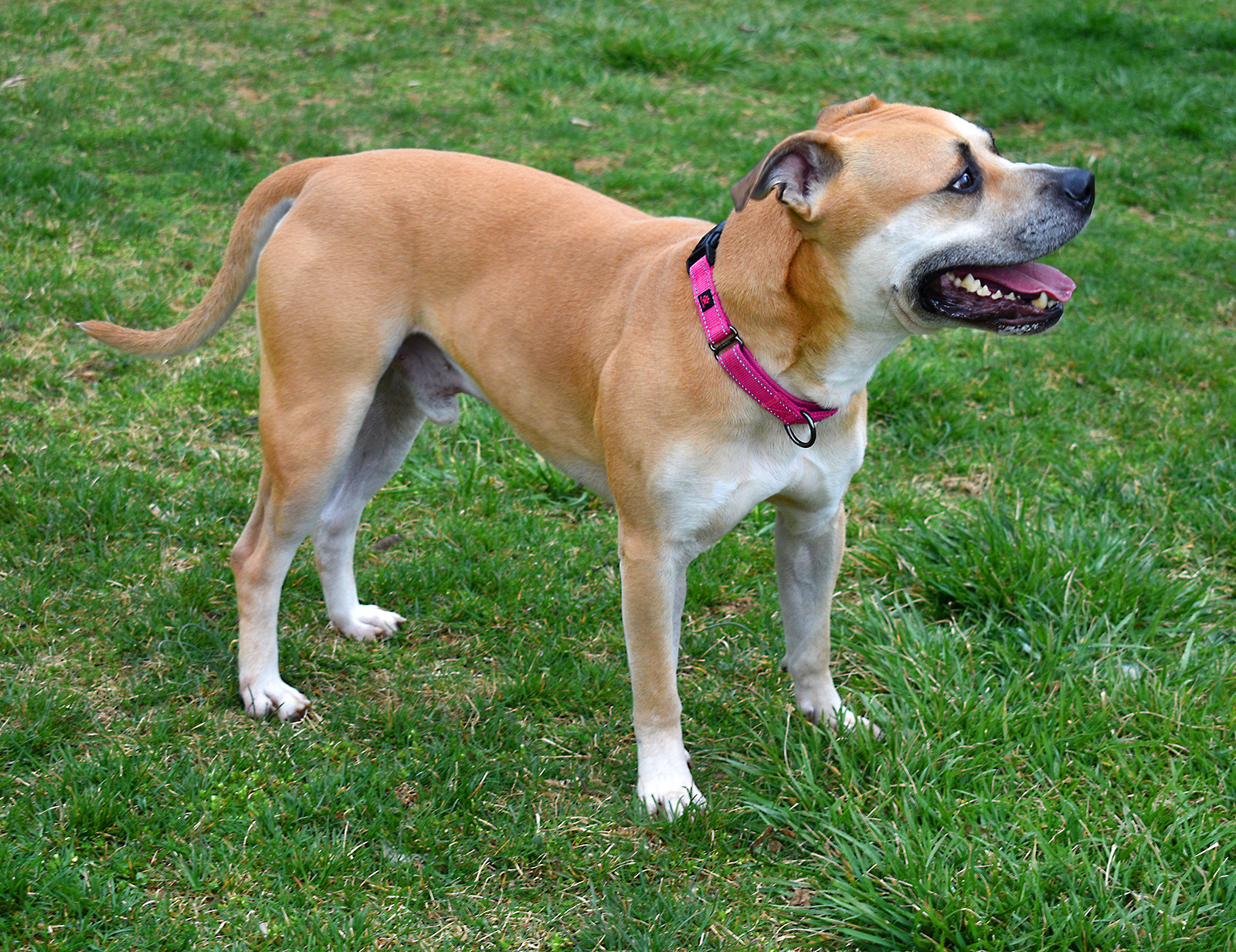 Zee ***Adoption Fee Sponsored***