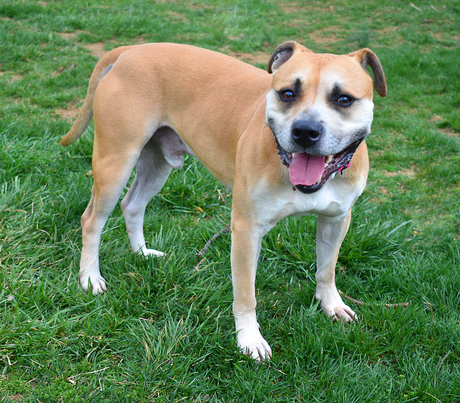Zee ***Adoption Fee Sponsored***, a Adoptable mixed breed in Berryville, VA image 4/6