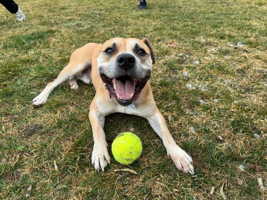 Zee ***Adoption Fee Sponsored***