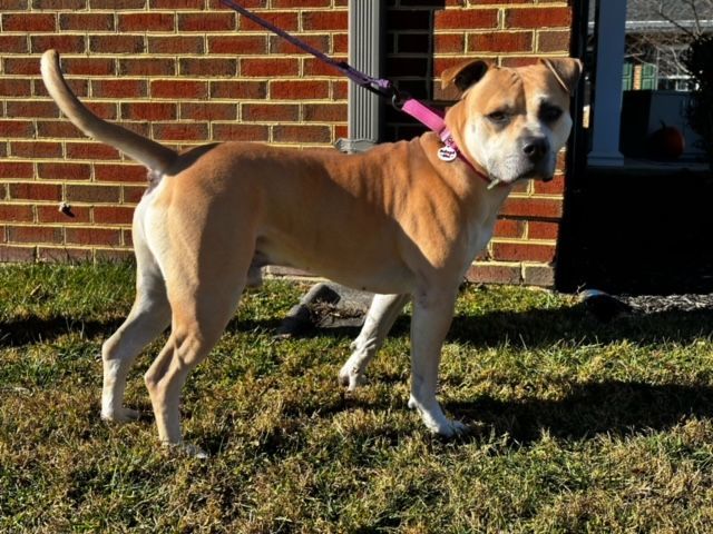 Zee ***Adoption Fee Sponsored***