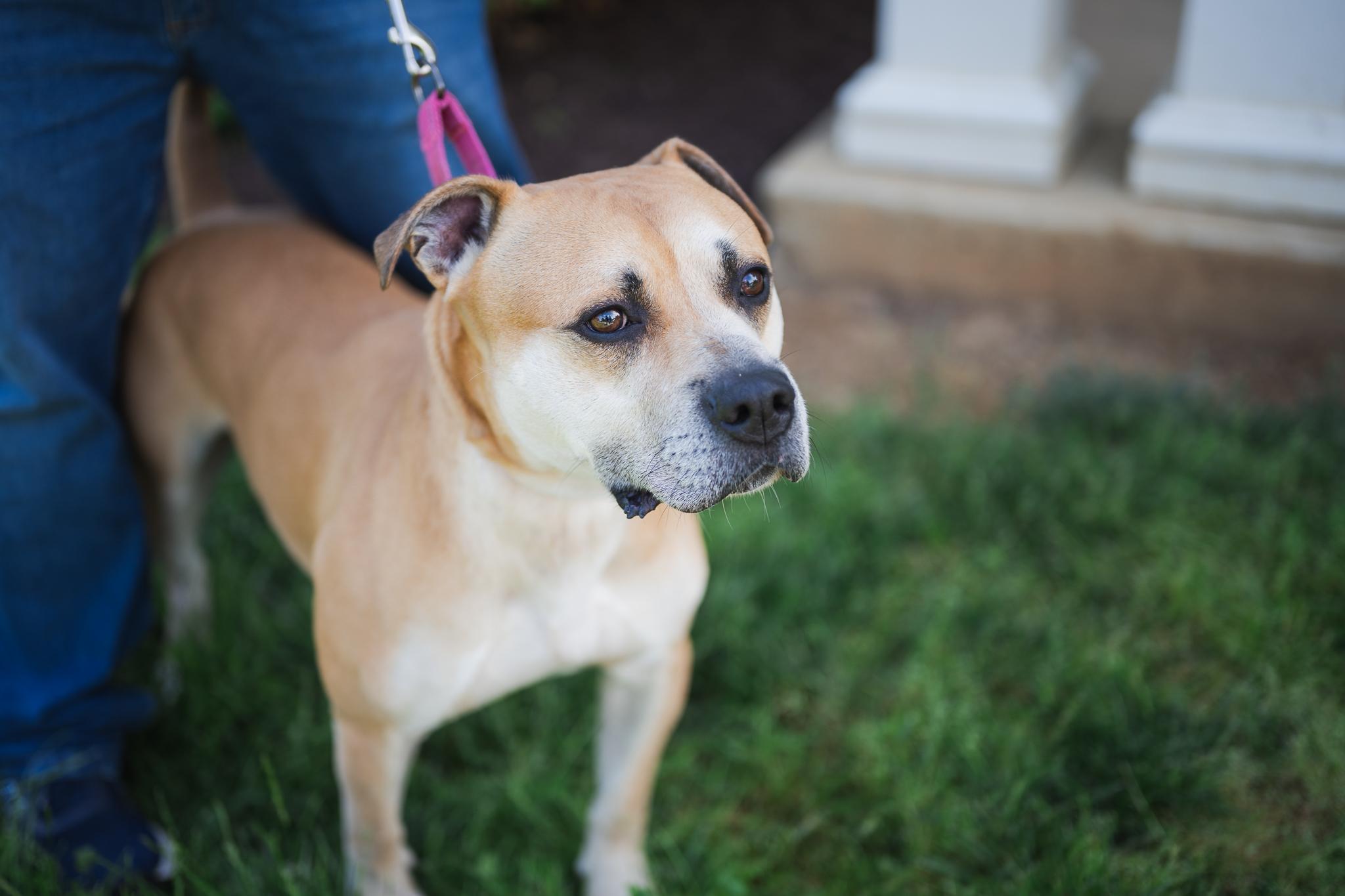 Zee ***Adoption Fee Sponsored***, Adoptable, Adult Male American Bully.