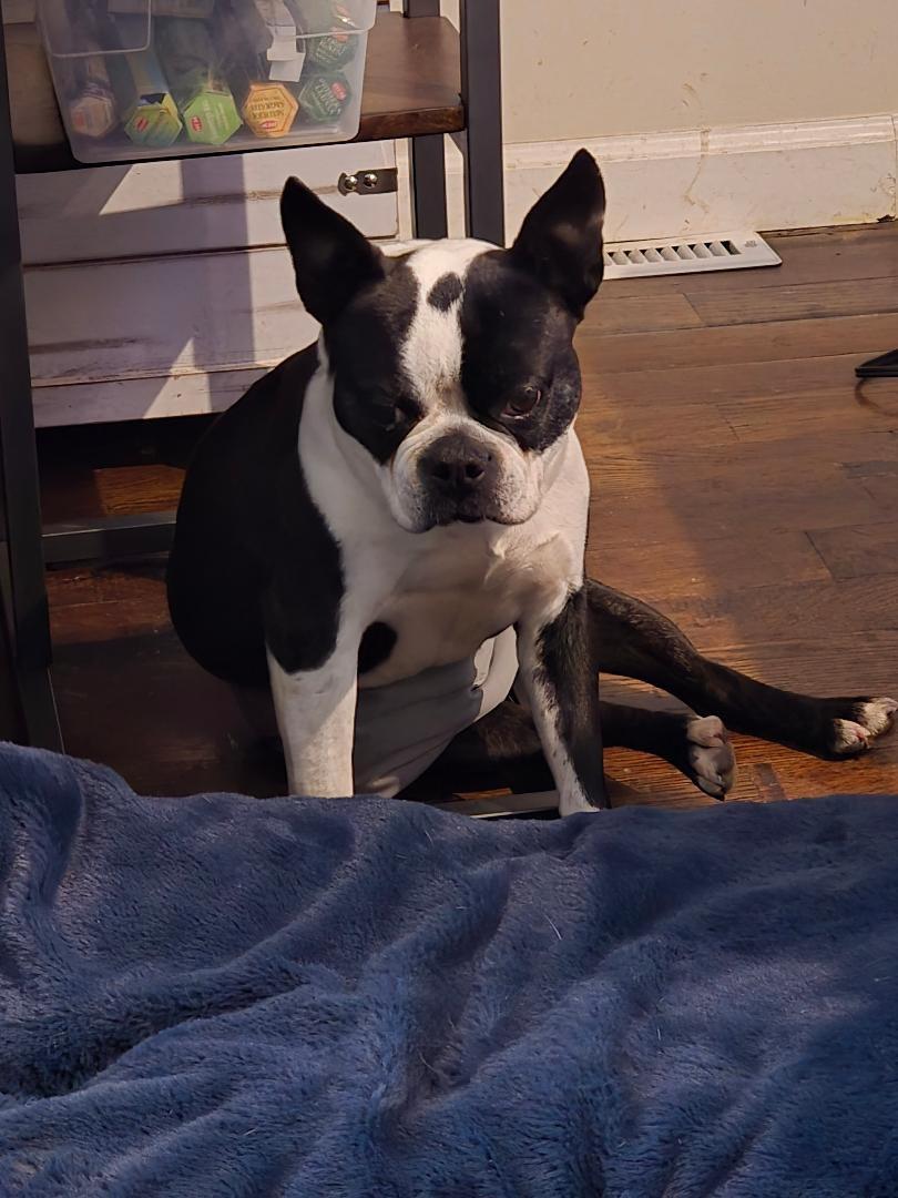 Creek in MO, a ADOPTABLE Boston Terrier in Kansas City, MO image 1/5