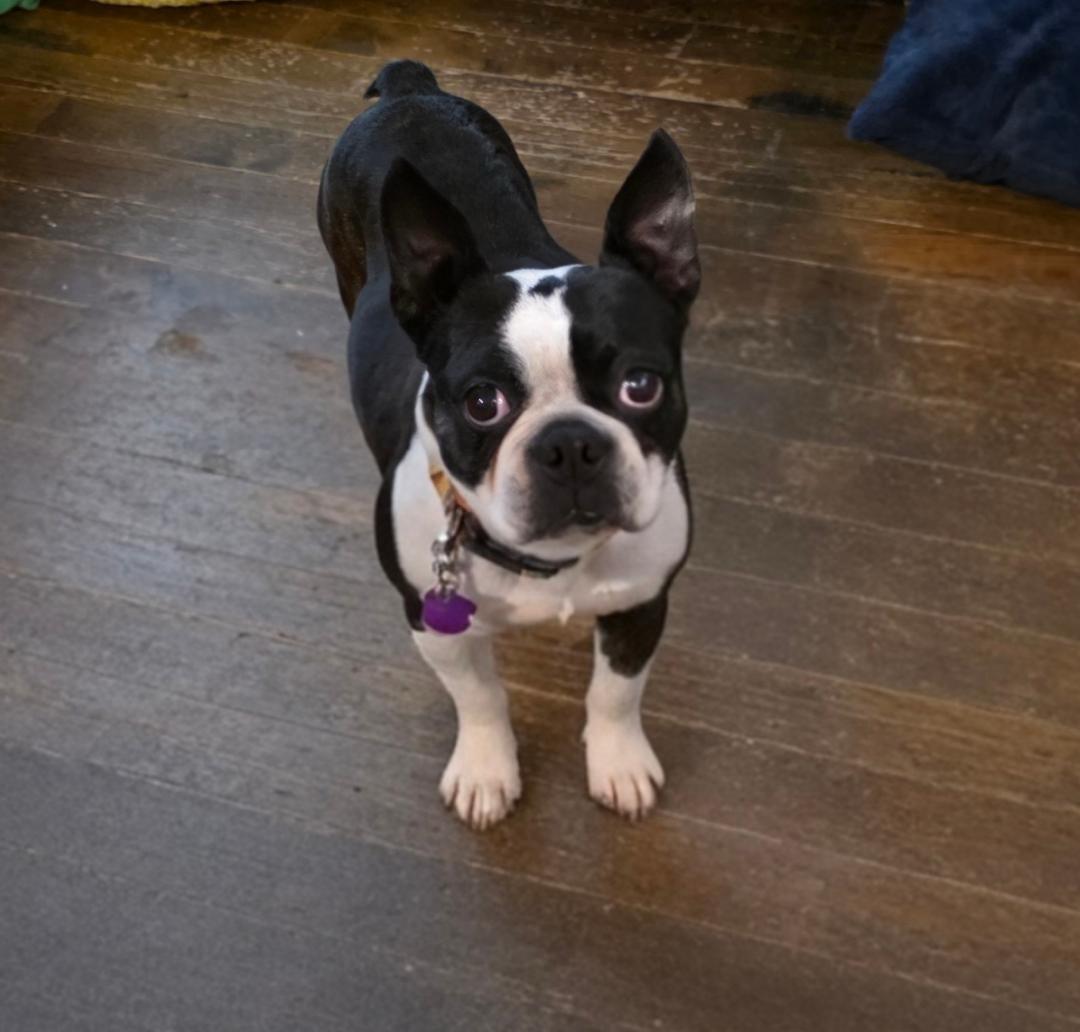 Creek in MO, a ADOPTABLE Boston Terrier in Kansas City, MO image 3/5