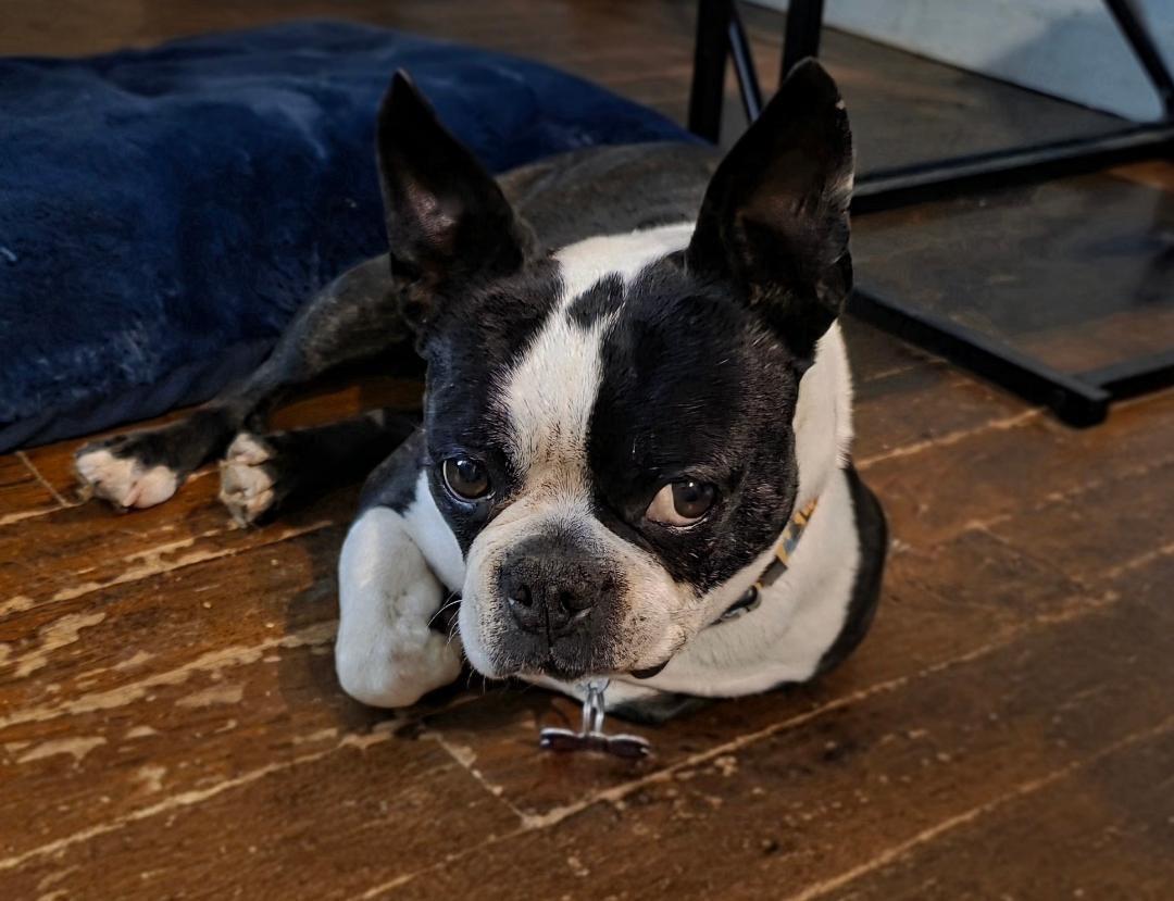 Creek in MO, a ADOPTABLE Boston Terrier in Kansas City, MO image 4/5