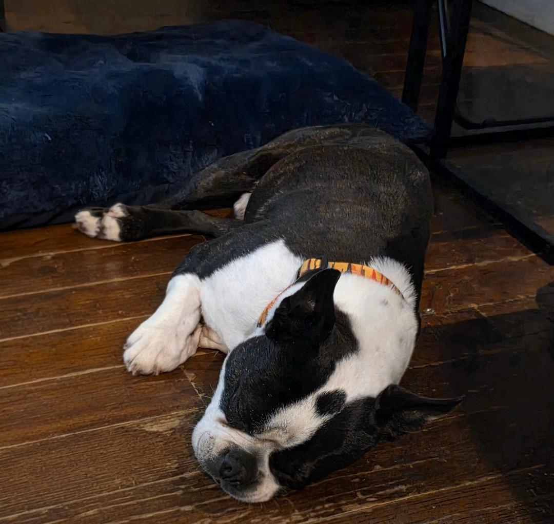 Creek in MO, a ADOPTABLE Boston Terrier in Kansas City, MO image 5/5