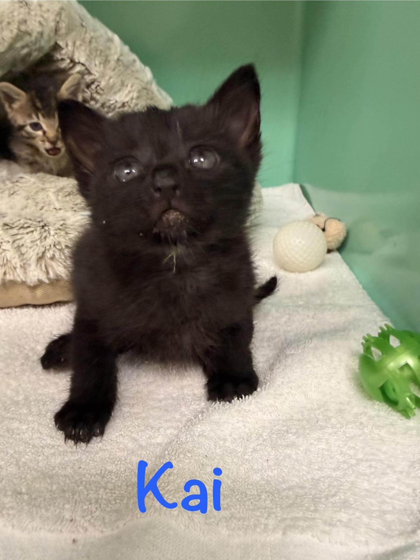 Kai, ADOPTABLE, Kitten Male Domestic Short Hair.