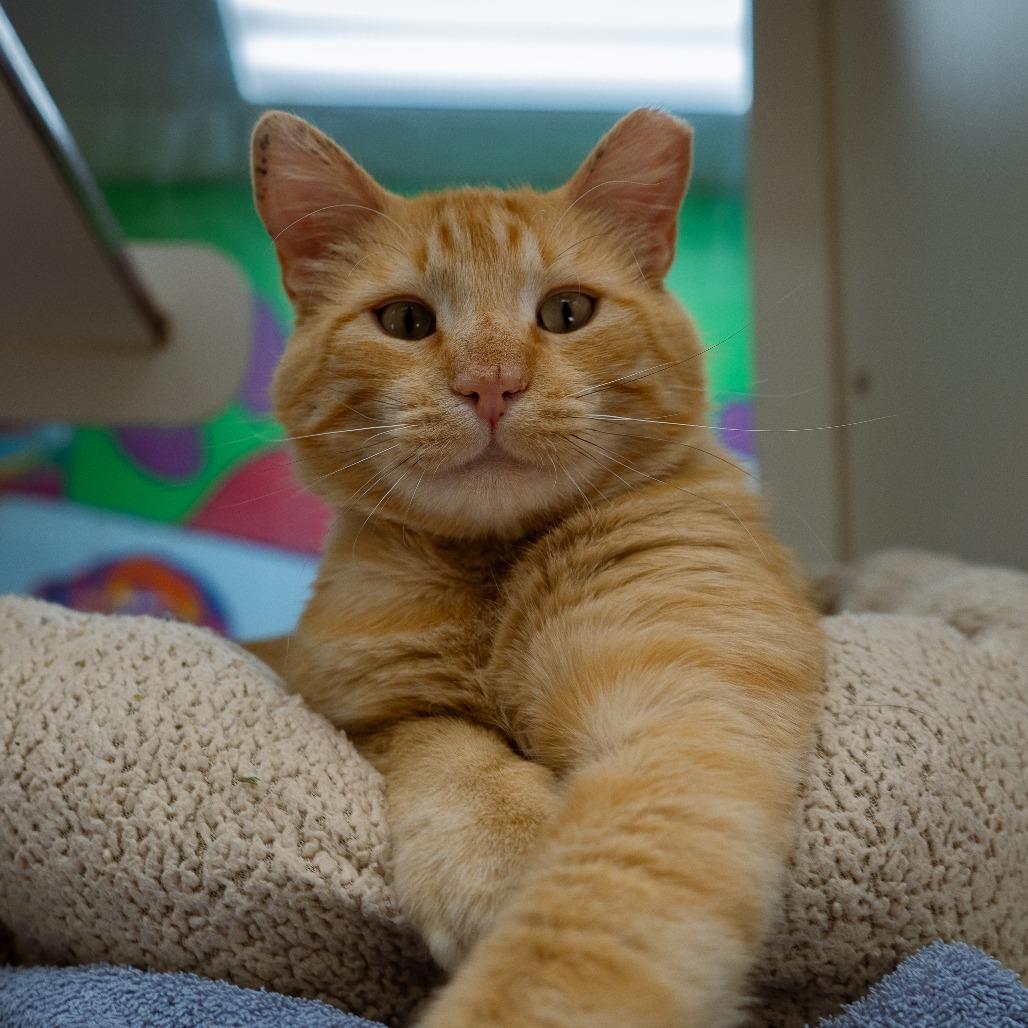 Tobie, a Adoptable Domestic Short Hair in Cheyenne, WY image 1/4