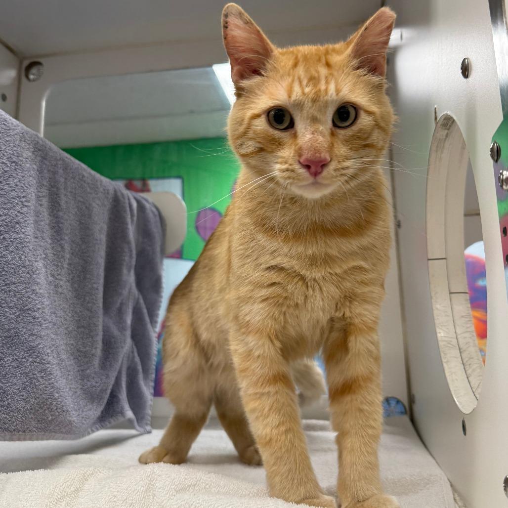 Tobie, a Adoptable Domestic Short Hair in Cheyenne, WY image 2/4