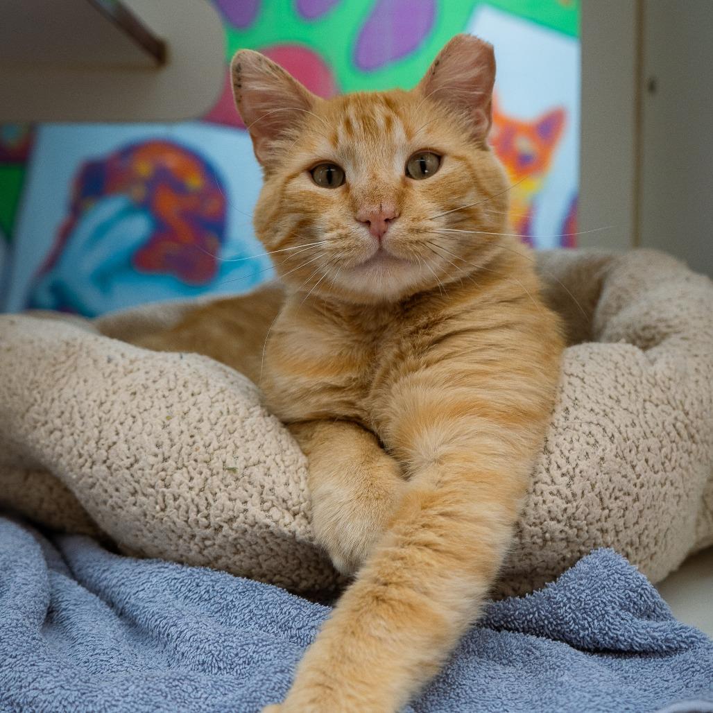 Tobie, a Adoptable Domestic Short Hair in Cheyenne, WY image 3/4