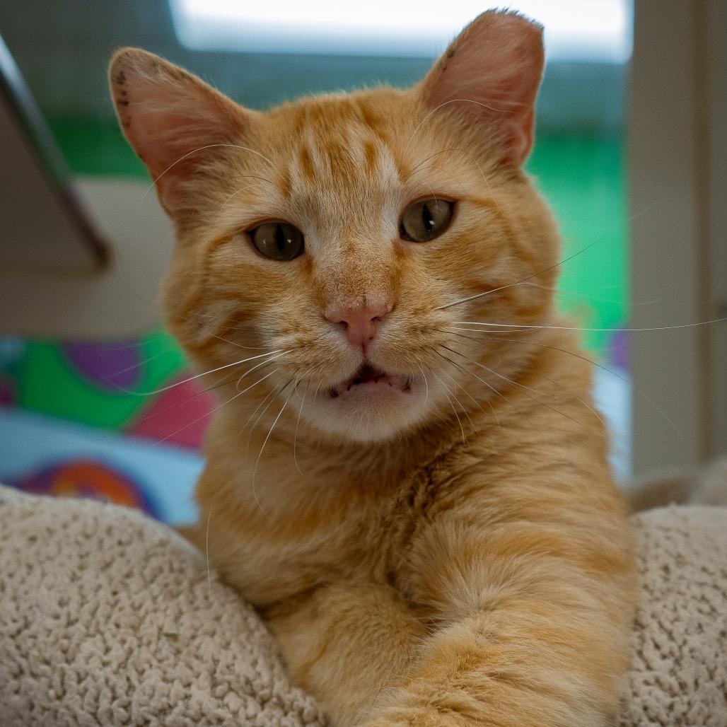 Tobie, a Adoptable Domestic Short Hair in Cheyenne, WY image 4/4