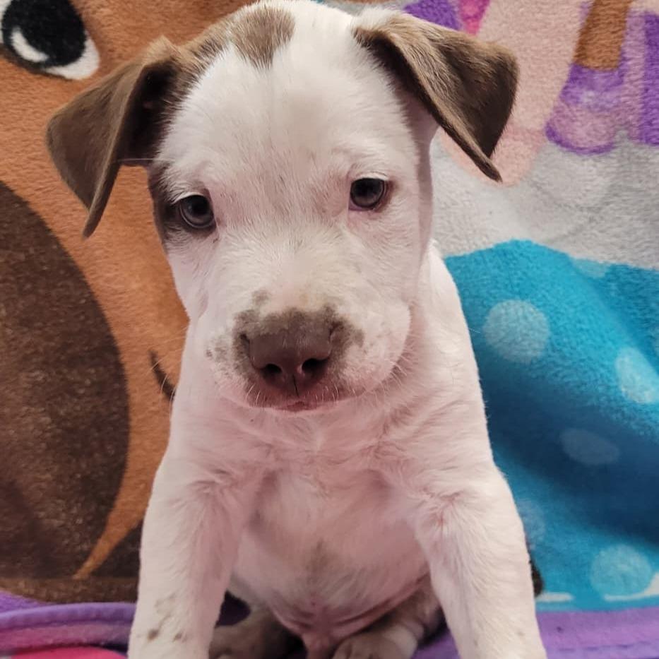 Enlarge Machiato, a Adoptable mixed breed in Laredo, TX image 1/4