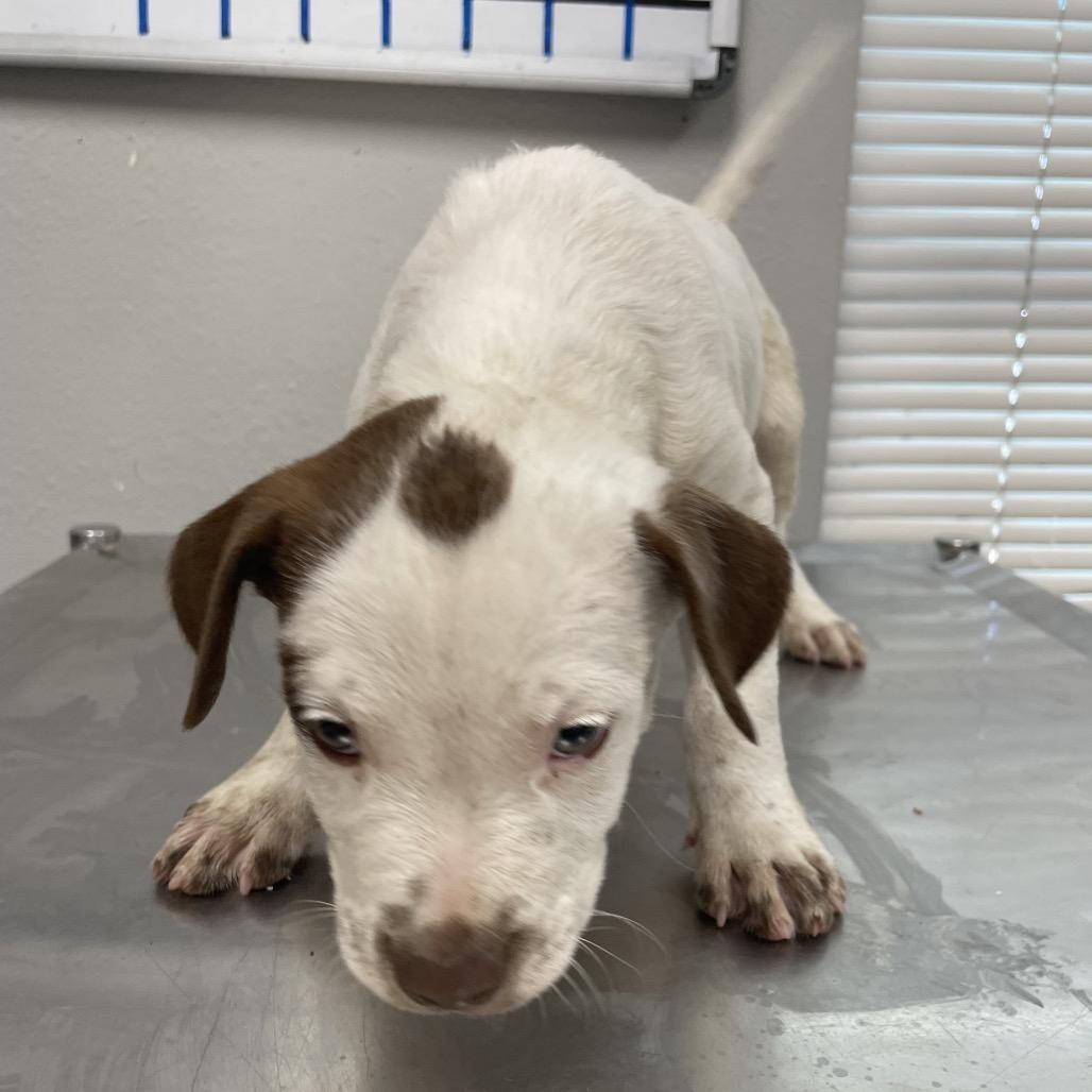 Enlarge Machiato, a Adoptable mixed breed in Laredo, TX image 2/4