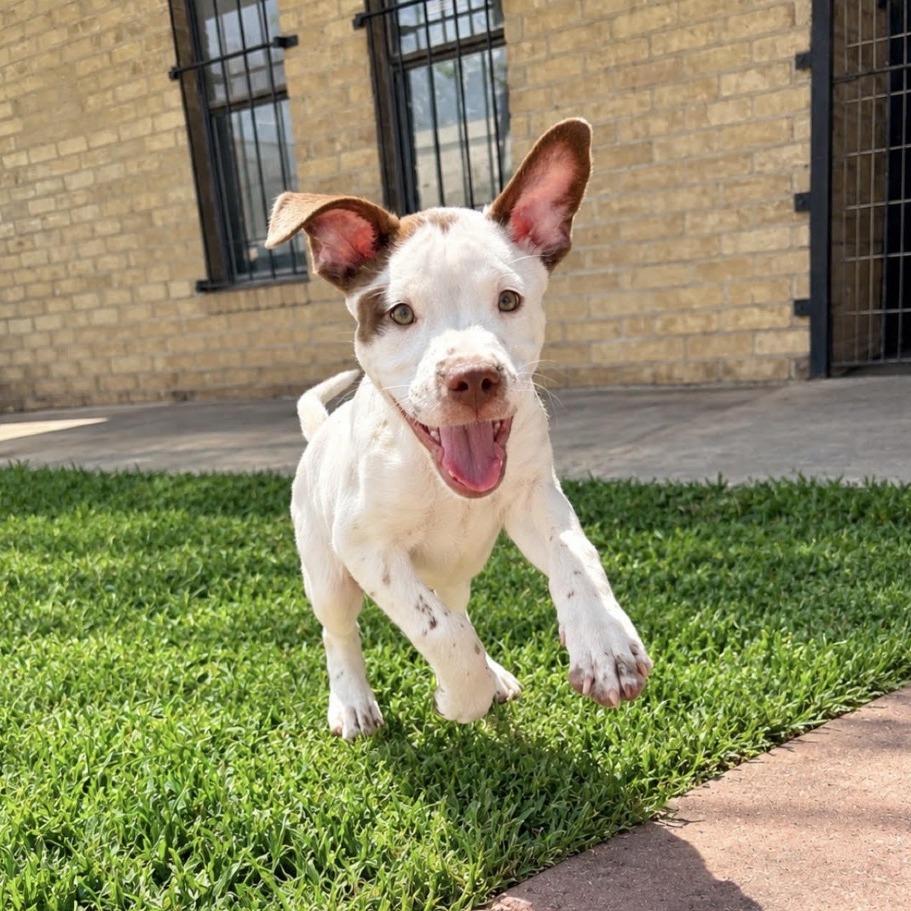 Enlarge Machiato, a Adoptable mixed breed in Laredo, TX image 3/4