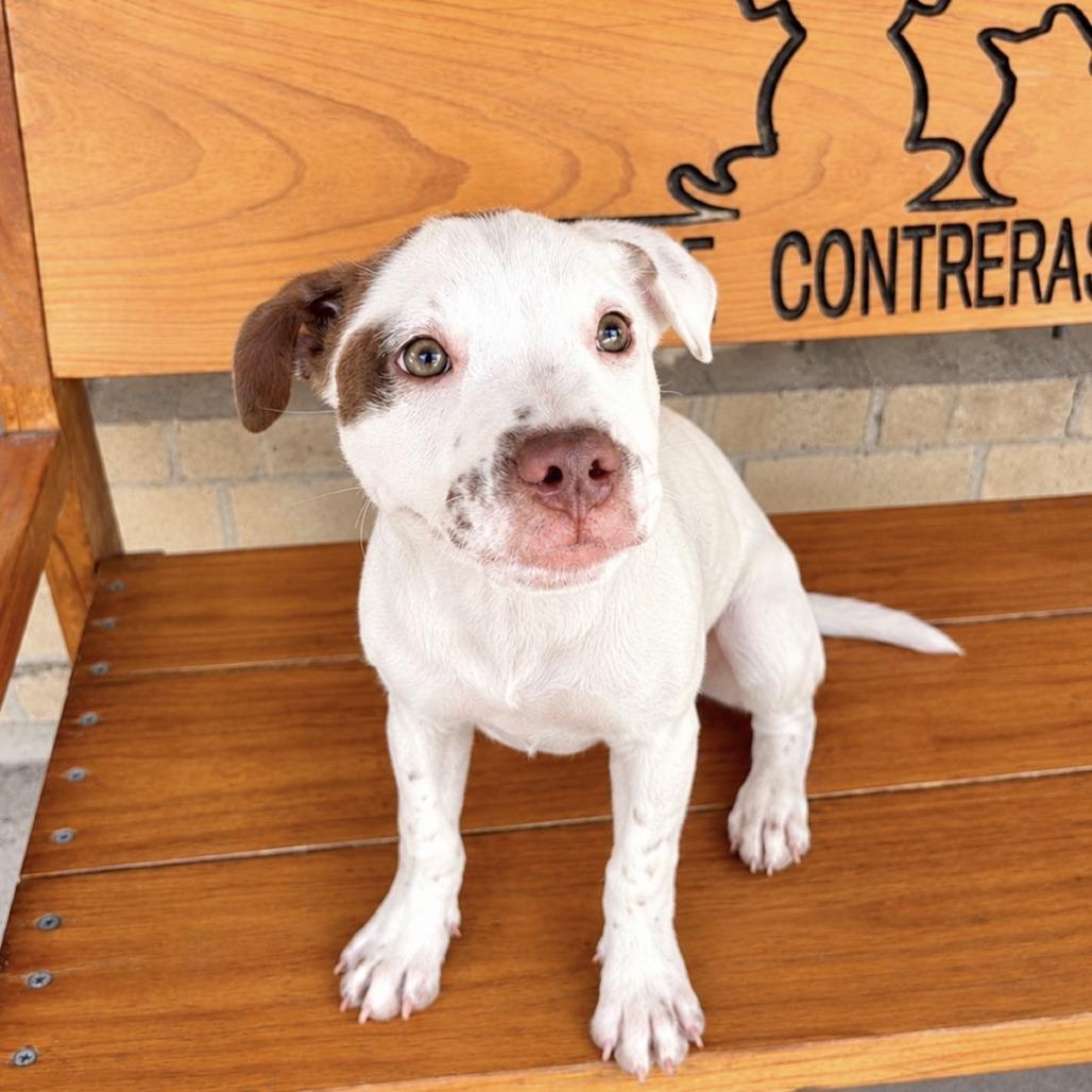 Enlarge Machiato, a Adoptable mixed breed in Laredo, TX image 4/4