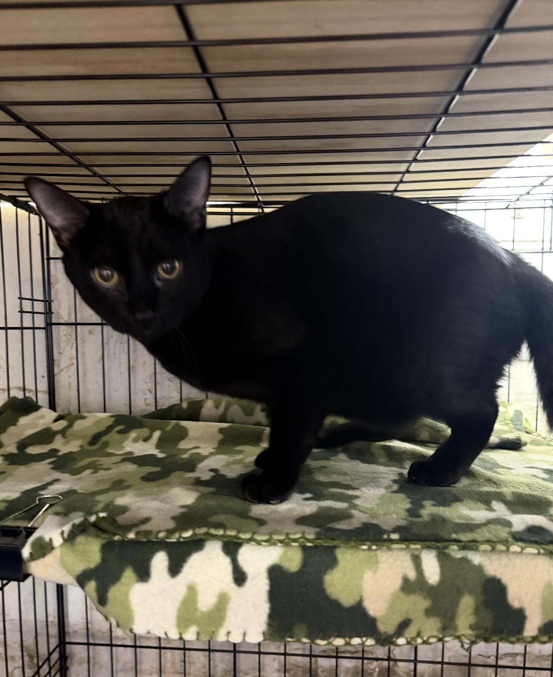 Enlarge Blake, a Adoptable Domestic Short Hair in Avon, OH image 2/2