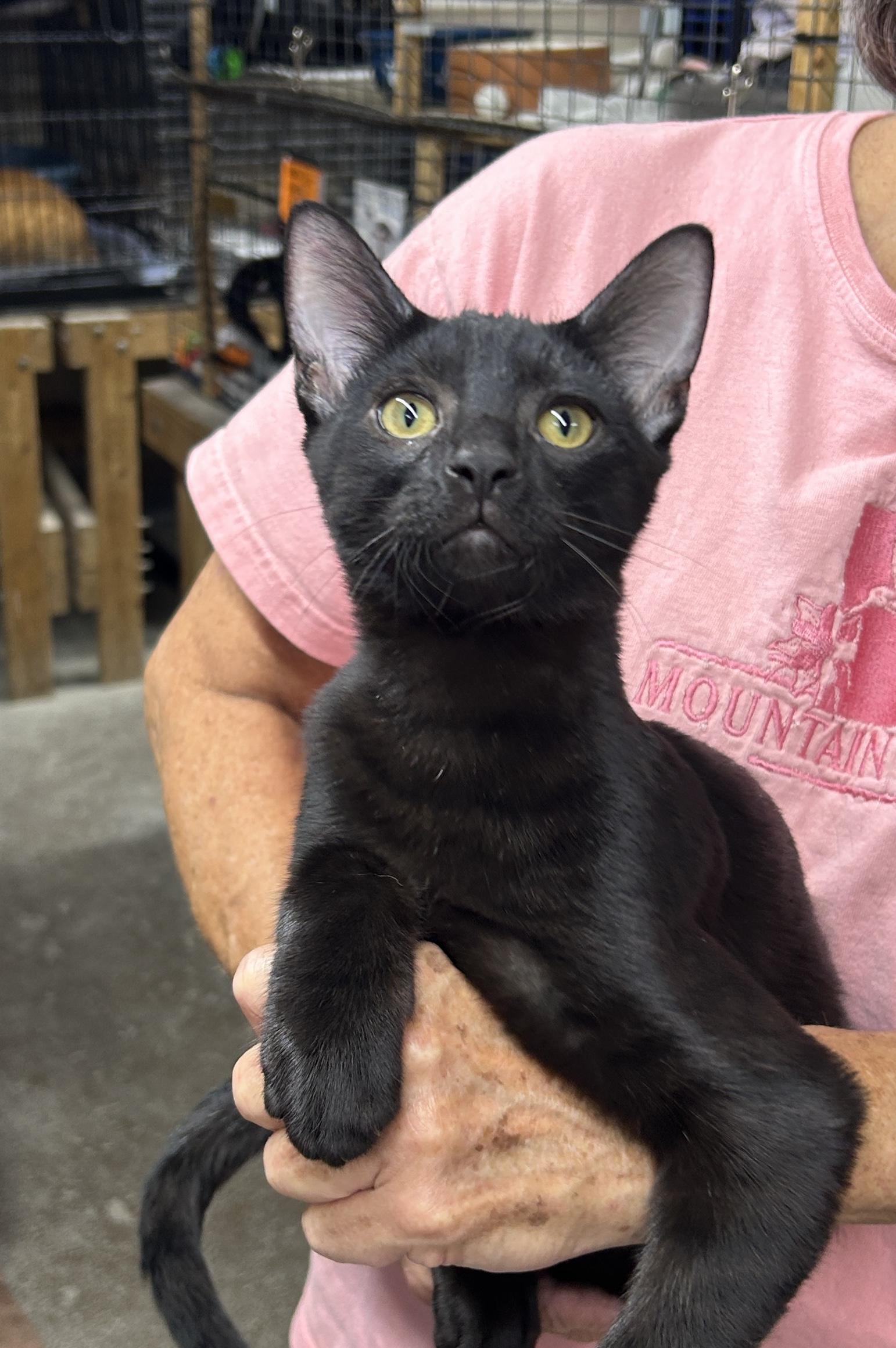 Enlarge Blake, a Adoptable Domestic Short Hair in Avon, OH image 3/4