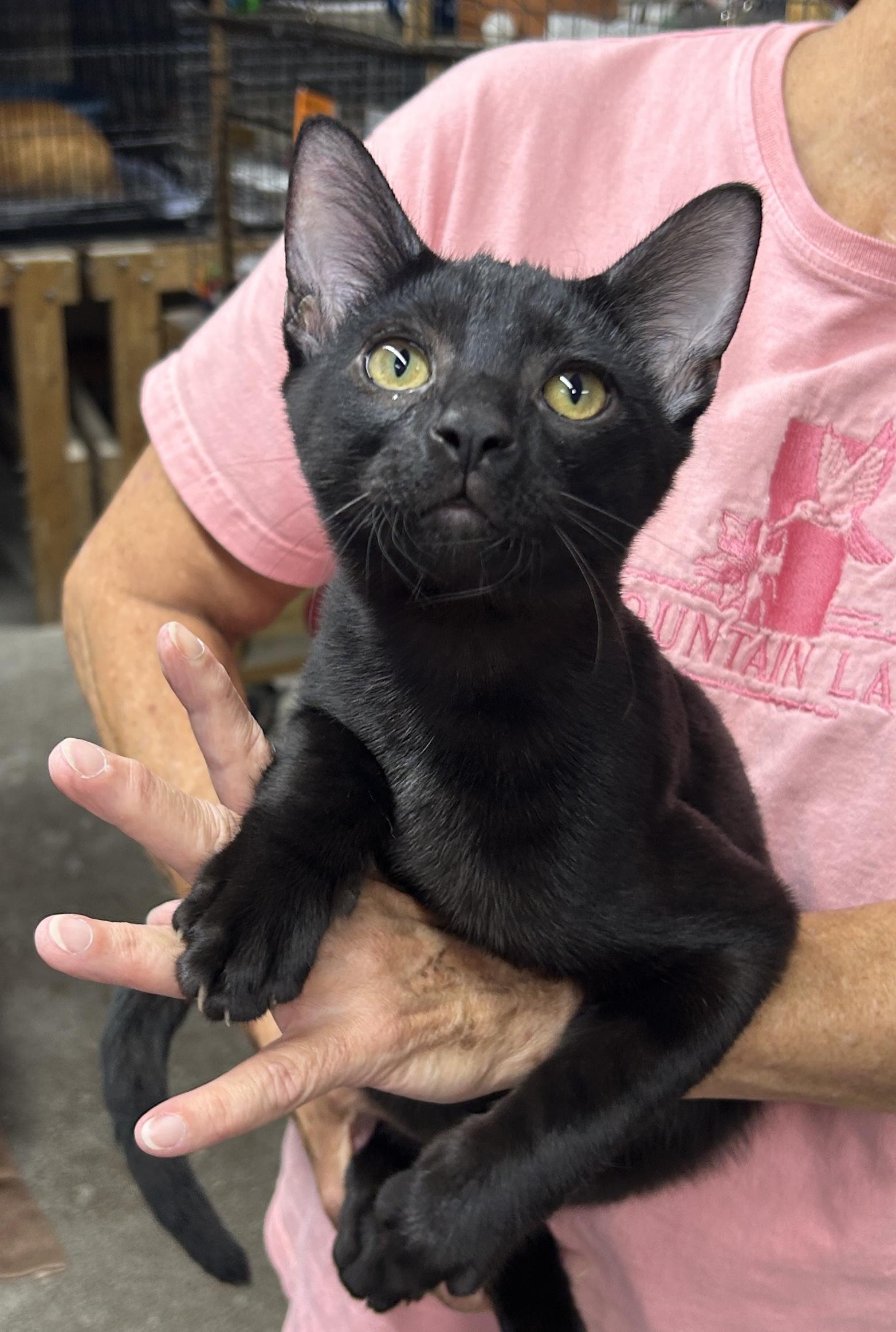 Enlarge Blake, a Adoptable Domestic Short Hair in Avon, OH image 4/4