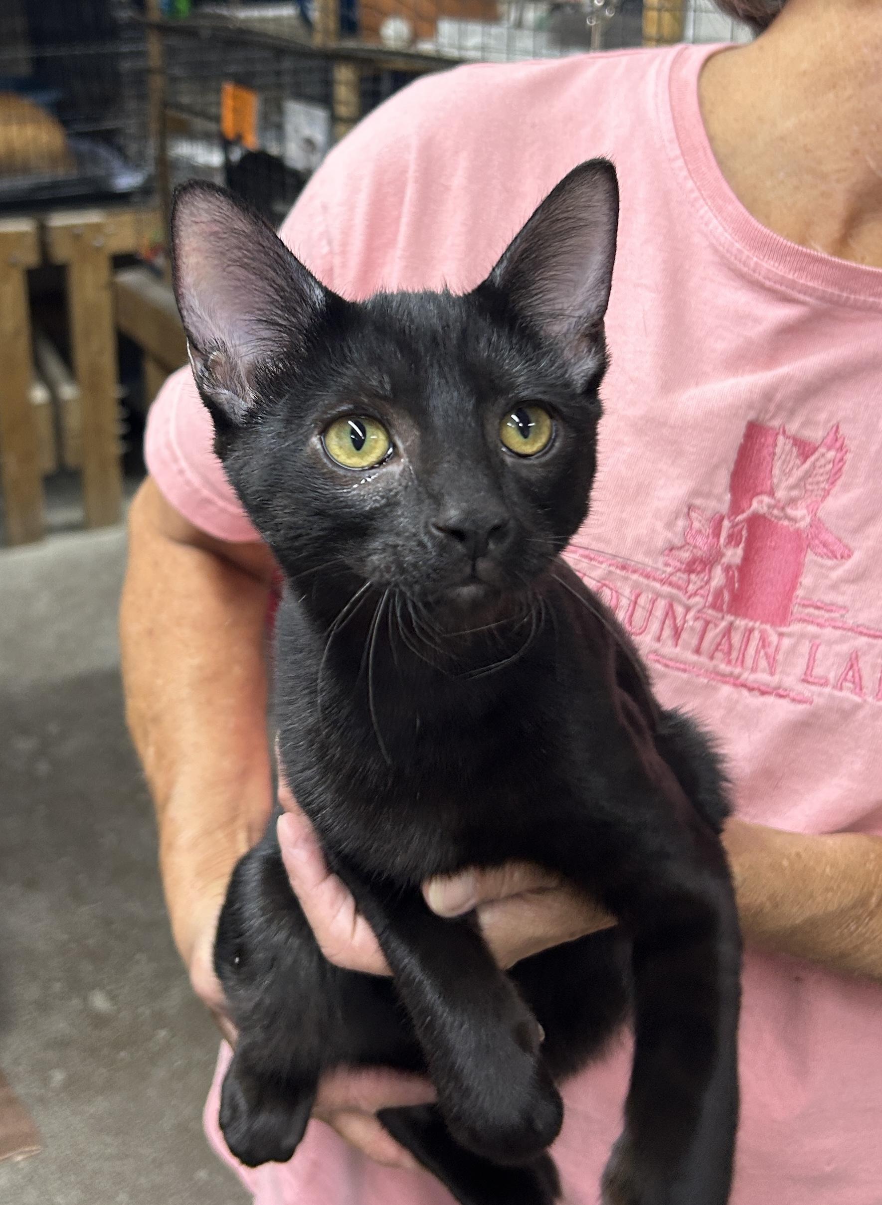 Enlarge Blake, a Adoptable Domestic Short Hair in Avon, OH image 2/4