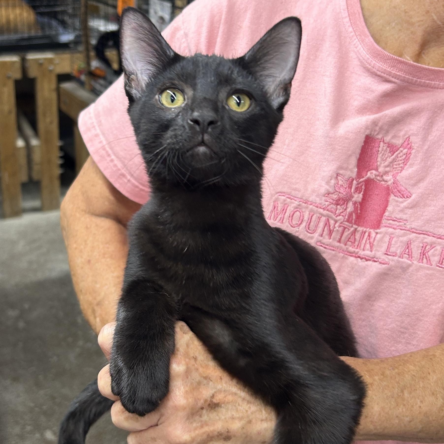 Enlarge Blake, a Adoptable Domestic Short Hair in Avon, OH image 1/4