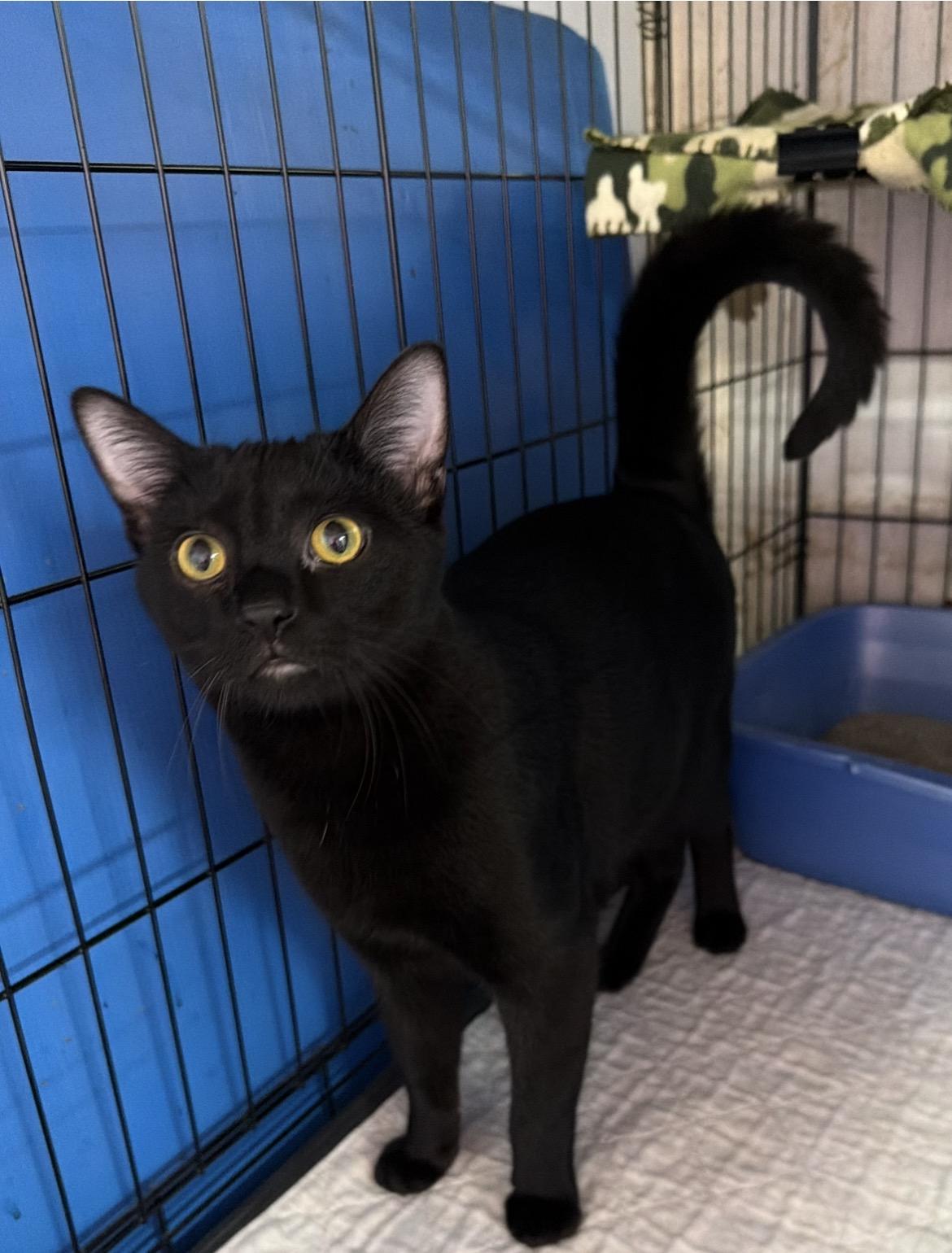 Blake, Adoptable, Young Male Domestic Short Hair.