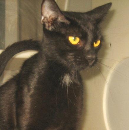 Pickles, Adopted, Young Female Domestic Short Hair.