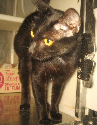 Pickles, a Adopted Domestic Short Hair in Carrollton, GA image 2/2